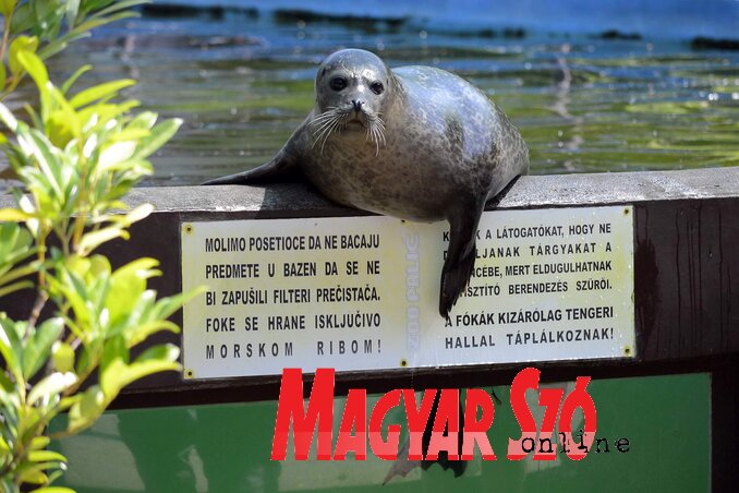 A fóka nagyon szelíd lett. Neki is párt keresnek, az előző ugyanis nem vált be. Hiába, mondja az állatkert szakembere, az emberek szabadon választhatnak, az állatok pedig jó esetben kapnak maguk mellé egy párt, és ha szerencséjük van, nem azonos neműek. (Fotó: Molnár Edvárd) A fóka nagyon szelíd lett. Neki is párt keresnek, az előző ugyanis nem vált be. Hiába, mondja az állatkert szakembere, az emberek szabadon választhatnak, az állatok pedig jó esetben kapnak maguk mellé egy párt, és ha szerencséjük van, nem azonos neműek. (Fotó: Molnár Edvárd)