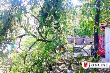 Teljesen váratlanul tört derékba a bogyófa (Fotó: Fekete J. József)