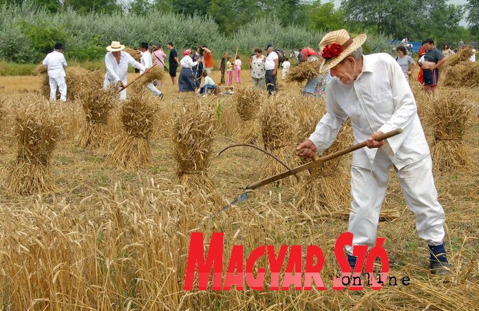 Aratás Felsőhegyen, csak nem az idén Aratás Felsőhegyen, csak nem az idén
