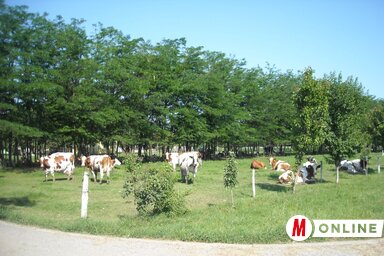 (Fotó: Fehér Rózsa)