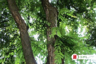 A bogyófák dús lombozata a város tüdeje (Fotó: Fekete J. József)