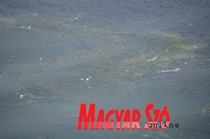 (Fotó: Molnár Edvárd)