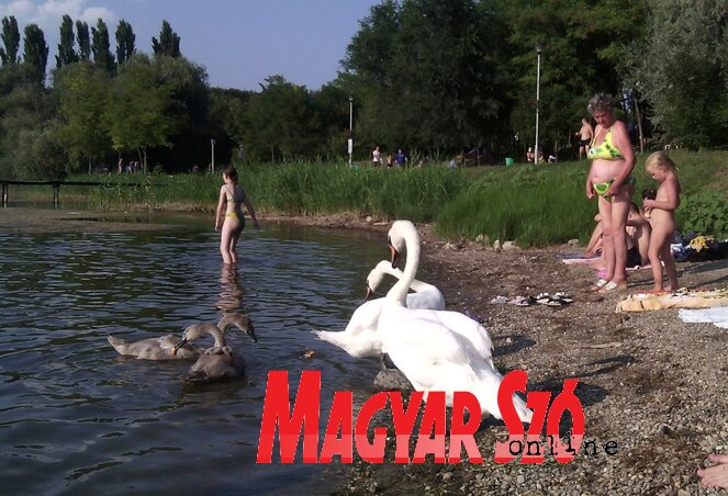 Éhes hattyú stranddal álmodik Éhes hattyú stranddal álmodik