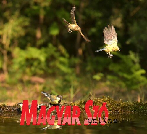 Csapatosan érkeznek a felfrissülést kereső cinegék (Fotó: Gergely József) Csapatosan érkeznek a felfrissülést kereső cinegék (Fotó: Gergely József)