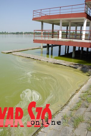 Volt időszak, amikor borsólevesre hasonlított a tó vize, ma már lényegesen tisztább (Fotók: Molnár Edvárd) Volt időszak, amikor borsólevesre hasonlított a tó vize, ma már lényegesen tisztább (Fotók: Molnár Edvárd)