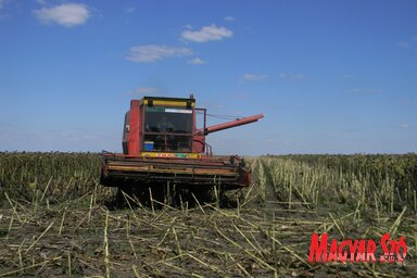 Az aszály miatt napraforgóból is valamivel kevesebb termett az idén (Fotó: Fehér Rózsa)