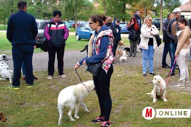A rendezvényen a keverék és a törzskönyv nélküli kutyáké volt a főszerep (Fotó: Nagy Abonyi Dávid)