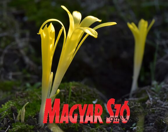 A löszgyepek növényritkasága az ősszel, vetéskor nyíló vetővirág, amely Bánátban egyedül Csóka határában található meg (Fotó : Gergely József) A löszgyepek növényritkasága az ősszel, vetéskor nyíló vetővirág, amely Bánátban egyedül Csóka határában található meg (Fotó : Gergely József)