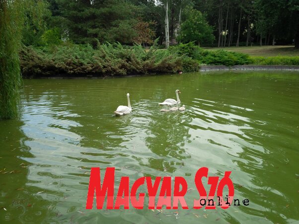 A nyáron még együtt úszkáltak a Duna park tavában (Halász Gyula felvétele) A nyáron még együtt úszkáltak a Duna park tavában (Halász Gyula felvétele)