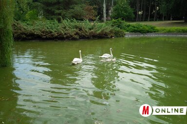 A nyáron még együtt úszkáltak a Duna park tavában (Halász Gyula felvétele)