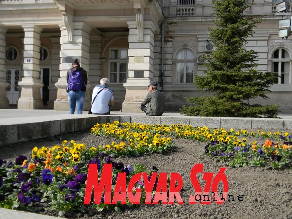 Csaknem húszezer árvácska kerül földbe az óbecsei településeken (Fotó: Fehér Rózsa) Csaknem húszezer árvácska kerül földbe az óbecsei településeken (Fotó: Fehér Rózsa)