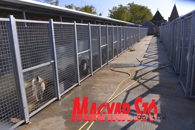 Egy kennelben két kutyát helyeznek el. Összesen kétszáz férőhelyes lesz a menhely újonnan kialakított tiszta része (Fotó: Molnár Edvárd)