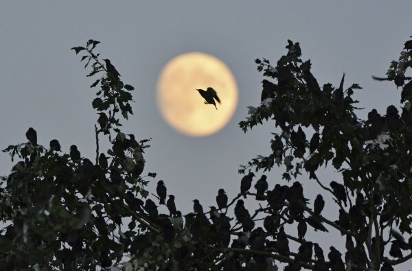 Gergely József első díjas fotója, A hold árnyéka