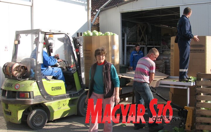 Csomagolják a bánáti káposztát  (Fotó: Kecskés István)