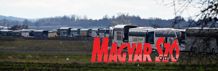több száz autóbusz vár Preševónál arra, hogy innen Šidre szállítsa a menekülteket – távolról úgy festenek, mint egy kígyózó óriáshüllő (Ótos András felvétele)