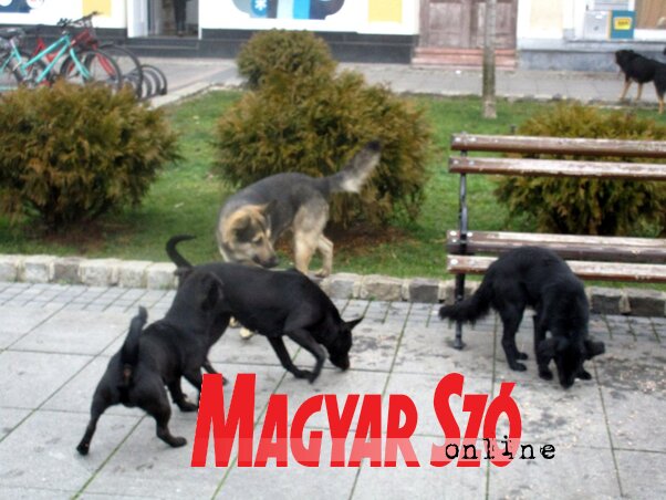 Kóbor kutyák minden lépésen (Fotó: Fekete J. József)