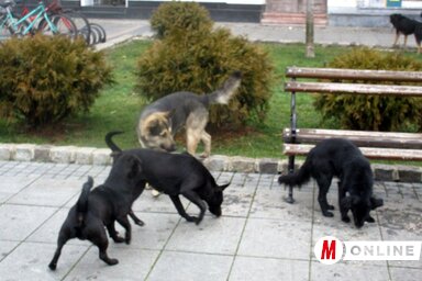 Kóbor kutyák minden lépésen (Fotó: Fekete J. József)