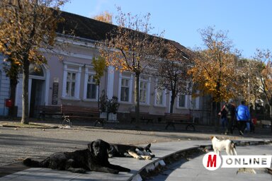A telefonos alkalmazással minden kommunális problémát, valamint a kóbor kutyák észlelését is jelenteni lehet (Fotó: Fehér Rózsa)