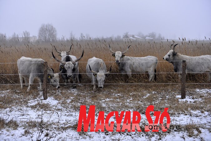 Villanypásztor védi őket az elbarangolástól (Molnár Edvárd felvétele)