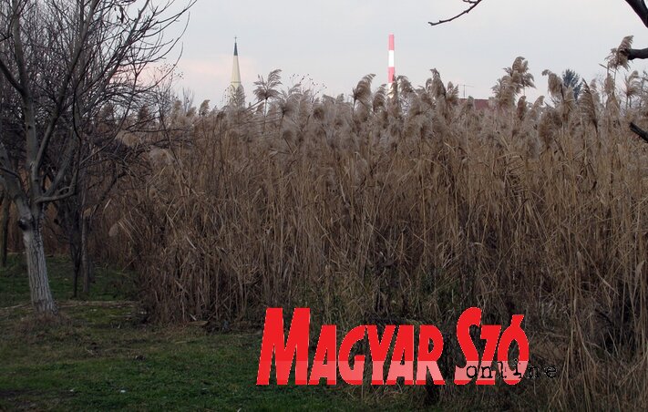 (Fotó: Kecskés István)