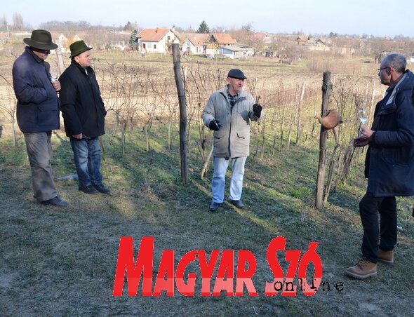 A vesszők azt mutatják, hogy jó termés várható (Lakatos János felvétele) A vesszők azt mutatják, hogy jó termés várható (Lakatos János felvétele)
