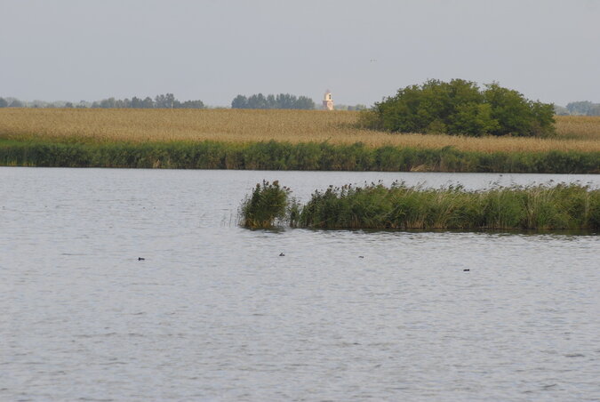 A Sirálysziget az egyetlen hely a környéken, ahol a szerecsensirályok fészkelnek