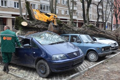 A hatalmas munkagépek átvágják a fák gyökereit, így nem kell csodálkozni, ha kidőlnek
