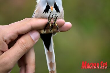 Gyűrűzött hím barkós cinege (Fotó: Gergely József felvétele)