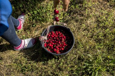 A cseresznyének az idén jó ára van (Fotó: MTI)