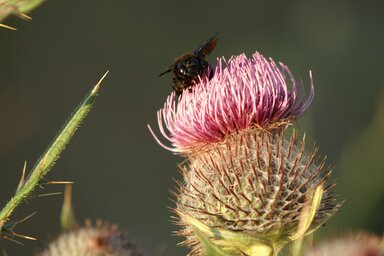 Salánki Anikó felvétele