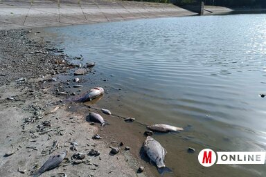 A krivajai gátnál látványos a halpusztulás. A felvétel tegnap délután készült (Kazinczy Paszterkó Diana felvétele)