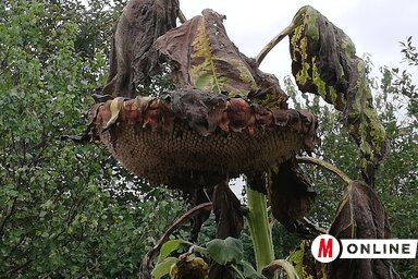A napraforgó kevesebbet termett a vártnál (Tóth Péter felvétele)