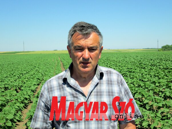 Radomir Šuša, a topolyai mezőgazdasági szakszolgálat szakembere (Tóth Péter felvétele)