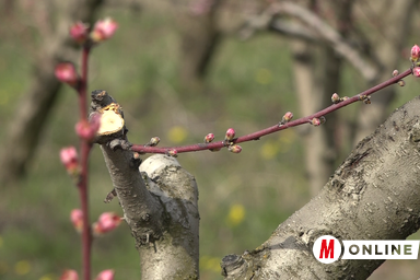Remélhetőleg nem lesznek fagyos éjszakák