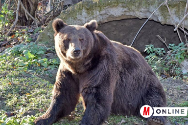 Illusztráció (Gergely Árpád felvétele)