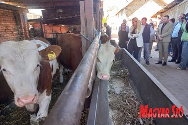 A temerini Faragó család gazdaságából naponta 500 liter tejet adnak át felvásárlásra (Fotó: Tóth D. Lívia)