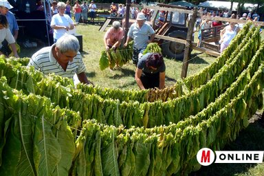 Bogarason egykor sokan termesztettek Burley fajtájú dohányt (Horváth Zsolt illusztráció)