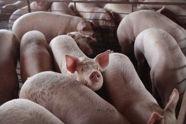 With meatpacking plants reducing processing capacity nationwide, U.S. hog farmers are bracing or an unprecedented crisis: the need to euthanize millions of pigs.