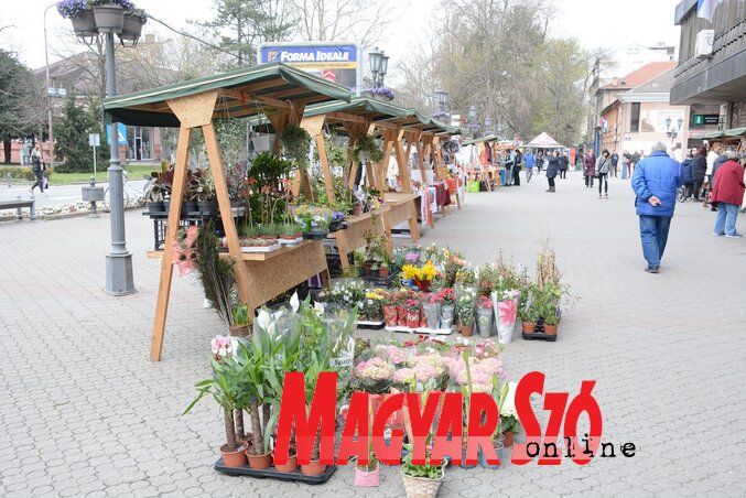 A cserepes virág minden alkalomra szép ajándéknak számít (Fotó: Paraczky László)