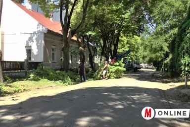 Fametszési akció Óbecsén a belvárosban (Fotó: Kancsár Izabella)