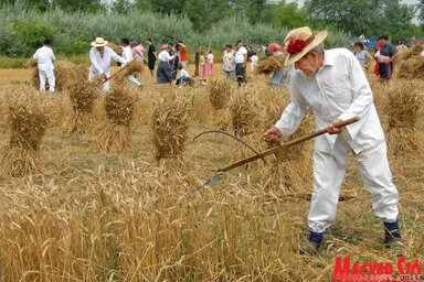 Aratás Felsőhegyen (korábbi felvétel)