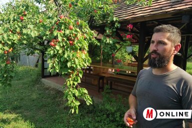 Vázsonyi Gábor: Kiválóan termett a sárgabarack (Fotó: Jenei Klementina)
