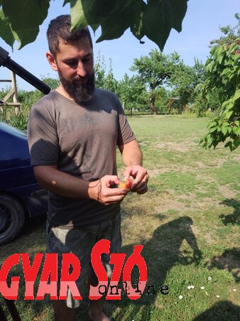 Vázsonyi Gábor: Kiválóan termett a sárgabarack (Fotó: Jenei Klementina) Vázsonyi Gábor: Kiválóan termett a sárgabarack (Fotó: Jenei Klementina)