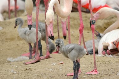 (Fotó: zoobudapest.com / Bagosi Zoltán)