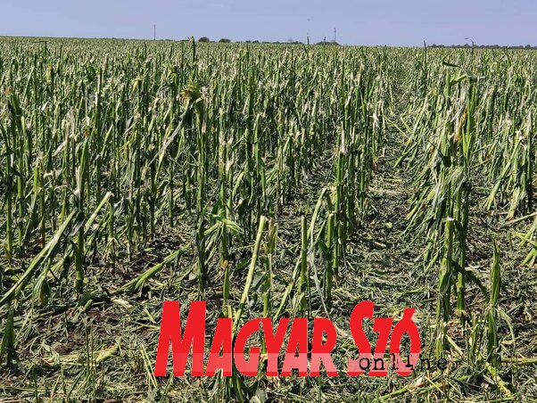 A jégverte kukorica még silózásra sem alkalmas (Paraczky László felvétele) A jégverte kukorica még silózásra sem alkalmas (Paraczky László felvétele)