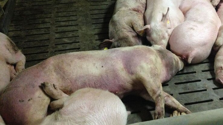 (Fotó: pig333.com) (Fotó: pig333.com)