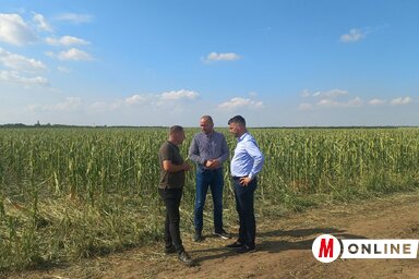 Boban Kostić és Predrag Rojević terepszemléje a kucorai határban (Fotó: Paraczky László)