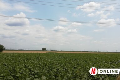 (Vidács Hajnalka felvétele)