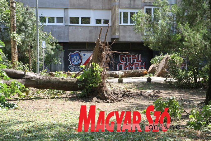 Fotó: Diósi Árpád Fotó: Diósi Árpád