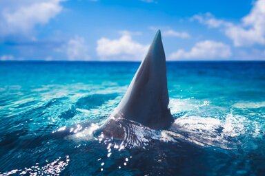 Fer Gregory/Shutterstock
